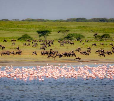 Cost of a Luxury Safari Tanzania